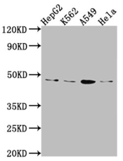 Invitrogen PD-L1 Recombinant Rabbit Monoclonal Antibody (10D4) 100 &mu;L;