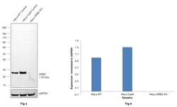 Invitrogen GRB2 Recombinant Rabbit Monoclonal Antibody (6E1) 100 &mu;L;