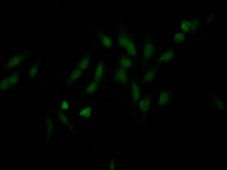 Invitrogen NUP98 Recombinant Rabbit Monoclonal Antibody (2H4) 100 &mu;L;