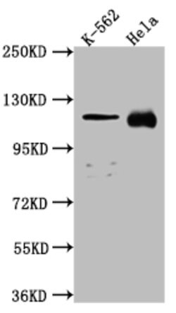 Invitrogen NUP98 Recombinant Rabbit Monoclonal Antibody (2H4) 100 &mu;L;