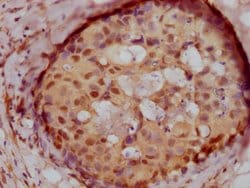 Invitrogen MNAR Recombinant Rabbit Monoclonal Antibody (6H4) 100 &mu;L;
