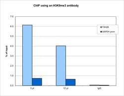 Invitrogen H3K9me3 Monoclonal Antibody (DTA1001) 100 &mu;L; Unconjugated:Antibodies,