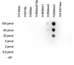 Invitrogen H3K9me3 Monoclonal Antibody (DTA1001) 100 &mu;L; Unconjugated:Antibodies,