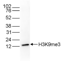 Invitrogen H3K9me3 Monoclonal Antibody (DTA1001) 100 &mu;L; Unconjugated:Antibodies,
