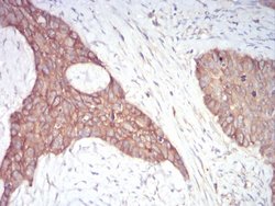 Invitrogen alpha Adducin Monoclonal Antibody (5D4H1) 100 &mu;g; Unconjugated:Antibodies,