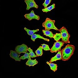 Invitrogen ARF1 Monoclonal Antibody (8D8E9) 100 &mu;g; Unconjugated:Antibodies,