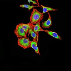 Invitrogen ARF1 Monoclonal Antibody (8D8E9) 100 &mu;g; Unconjugated:Antibodies,