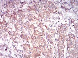 Invitrogen ARF1 Monoclonal Antibody (8D8E9) 100 &mu;g; Unconjugated:Antibodies,