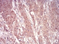 Invitrogen ARF1 Monoclonal Antibody (8D8E9) 100 &mu;g; Unconjugated:Antibodies,
