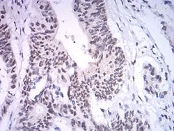 ASH2L Monoclonal Antibody (6F6B9):Antibodies, Monoclonal