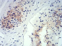 Invitrogen ATG14 Monoclonal Antibody (1F7C10) 100 &mu;g; Unconjugated:Antibodies,