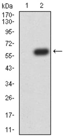 Invitrogen ATG14 Monoclonal Antibody (1F7C10) 100 &mu;g; Unconjugated:Antibodies,