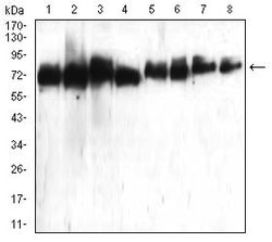 Invitrogen ATG16L1 Monoclonal Antibody (5H9A11) 100 &mu;g; Unconjugated:Antibodies,