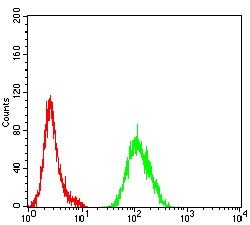 Invitrogen ATG4B Monoclonal Antibody (6C3C5) 100 &mu;g; Unconjugated:Antibodies,