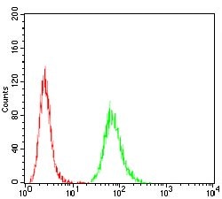 ATG5 Monoclonal Antibody (8E8G6):Antibodies, Monoclonal
