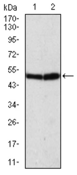 ATG5 Monoclonal Antibody (8E8G6):Antibodies, Monoclonal