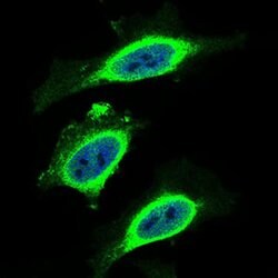 Invitrogen beta-2 Microglobulin Monoclonal Antibody (4G5A1) 100 μg;