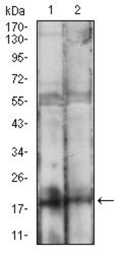 Invitrogen BAD Monoclonal Antibody (1G5B3) 100 &mu;g; Unconjugated:Antibodies,