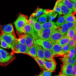 Invitrogen BMP-2 Monoclonal Antibody (9E10G12) 100 &mu;g | Buy Online | Invitrogen&trade; | Fisher Scientific