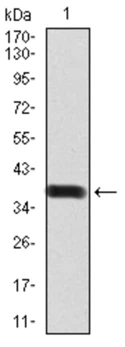 Invitrogen BMP-2 Monoclonal Antibody (9E10G12) 100 &mu;g | Buy Online | Invitrogen&trade; | Fisher Scientific