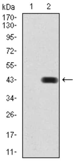 Invitrogen BMP-2 Monoclonal Antibody (9E10G12) 100 &mu;g | Buy Online | Invitrogen&trade; | Fisher Scientific