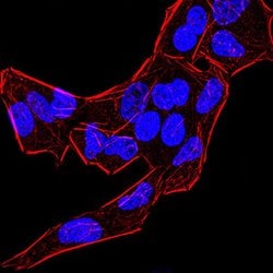Invitrogen BMP-4 Monoclonal Antibody (3C11C7) 100 &mu;g; Unconjugated:Antibodies,