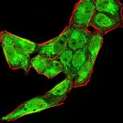 Invitrogen BMP-4 Monoclonal Antibody (3C11C7) 100 &mu;g; Unconjugated:Antibodies,