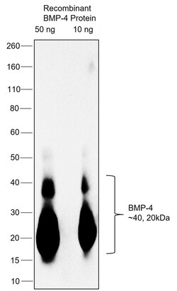 Invitrogen BMP-4 Monoclonal Antibody (3C11C7) 100 &mu;g; Unconjugated:Antibodies,