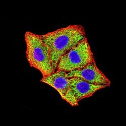 Invitrogen BNIP3 Monoclonal Antibody (6A5F7) 100 &mu;g; Unconjugated:Antibodies,