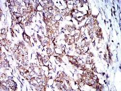 Invitrogen BNIP3 Monoclonal Antibody (6A5F7) 100 &mu;g; Unconjugated:Antibodies,