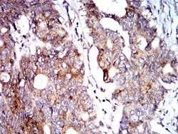 Invitrogen BNIP3 Monoclonal Antibody (6A5F7) 100 &mu;g; Unconjugated:Antibodies,