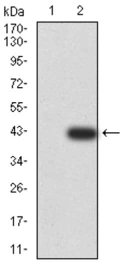 Invitrogen BNIP3 Monoclonal Antibody (6A5F7) 100 &mu;g; Unconjugated:Antibodies,