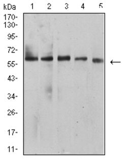 Invitrogen BTN1A1 Monoclonal Antibody (5B12B9) 100 &mu;g | Buy Online | Invitrogen&trade; | Fisher Scientific