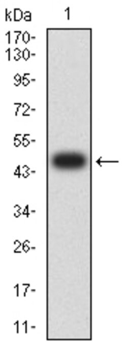 Invitrogen Caldesmon Monoclonal Antibody (3A12G1) 100 &mu;g; Unconjugated:Antibodies,