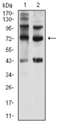 SEMA7A Monoclonal Antibody (1D5G8):Antibodies, Monoclonal
