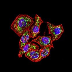 Invitrogen GP130 Monoclonal Antibody (8D4D2) 100 &mu;g; Unconjugated:Antibodies,