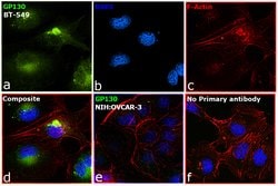 Invitrogen GP130 Monoclonal Antibody (8D4D2) 100 &mu;g; Unconjugated:Antibodies,