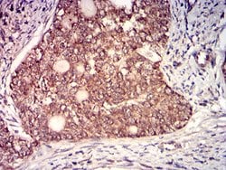 Invitrogen GP130 Monoclonal Antibody (8D4D2) 100 &mu;g; Unconjugated:Antibodies,
