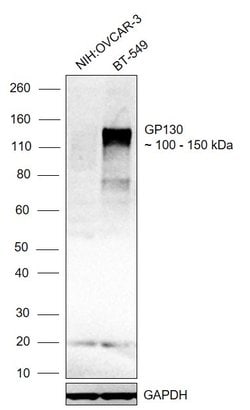 Invitrogen GP130 Monoclonal Antibody (8D4D2) 100 &mu;g; Unconjugated:Antibodies,