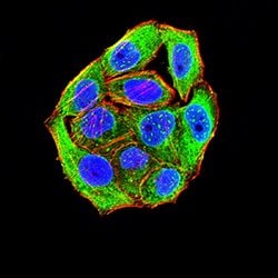 Invitrogen SIRP gamma Monoclonal Antibody (4F8C10) 100 &mu;g; Unconjugated:Antibodies,