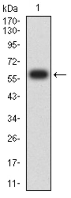 Invitrogen SIRP gamma Monoclonal Antibody (4F8C10) 100 &mu;g; Unconjugated:Antibodies,