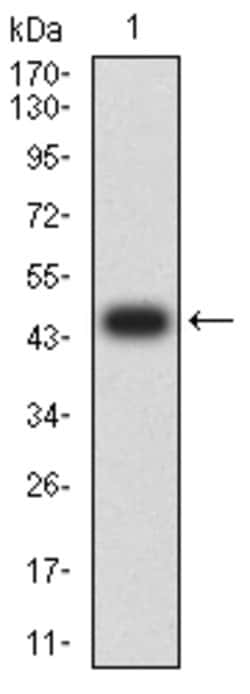 Invitrogen CD299 (DC-SIGN/L) Monoclonal Antibody (8A1B3) 100 &mu;g; Unconjugated:Antibodies,