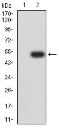 Invitrogen CD299 (DC-SIGN/L) Monoclonal Antibody (8A1B3) 100 &mu;g; Unconjugated:Antibodies,