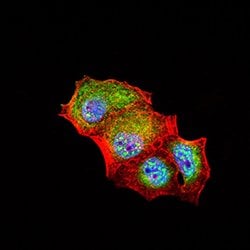 Invitrogen CD307e (FcRL5) Monoclonal Antibody (2A10H7) 100 &mu;g; Unconjugated:Antibodies,