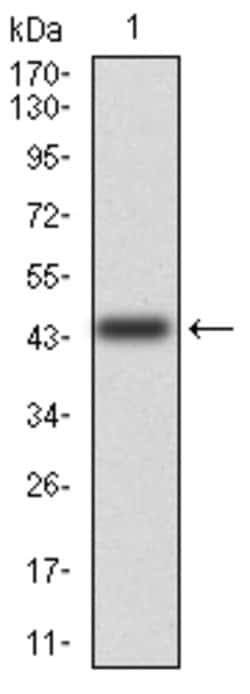 Invitrogen CD6 Monoclonal Antibody (5A10A2) 100 &mu;g; Unconjugated:Anticorps,