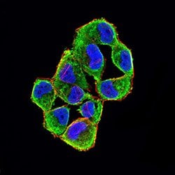 Invitrogen p16INK4a Monoclonal Antibody (4A10E1) 100 &mu;g; Unconjugated:Antibodies,