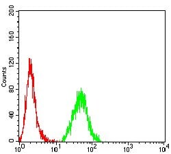 Invitrogen Calponin 3 Monoclonal Antibody (5E4E4) 100 &mu;g; Unconjugated:Antibodies,