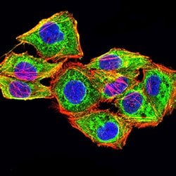 Invitrogen Calponin 3 Monoclonal Antibody (5E4E4) 100 &mu;g; Unconjugated:Antibodies,