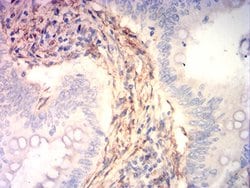 Invitrogen Calponin 3 Monoclonal Antibody (5E4E4) 100 &mu;g; Unconjugated:Antibodies,
