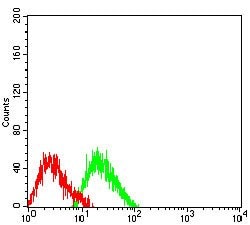 Invitrogen COL1A2 Monoclonal Antibody (4D1A7) 100 &mu;g; Unconjugated:Antibodies,